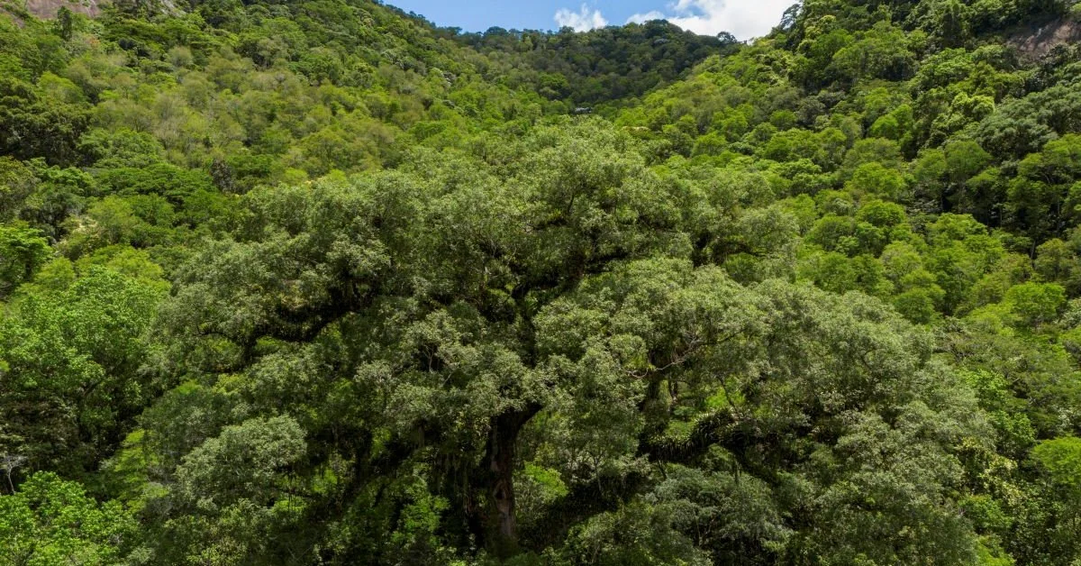 Imagem da fonte sobre Clima e restauração