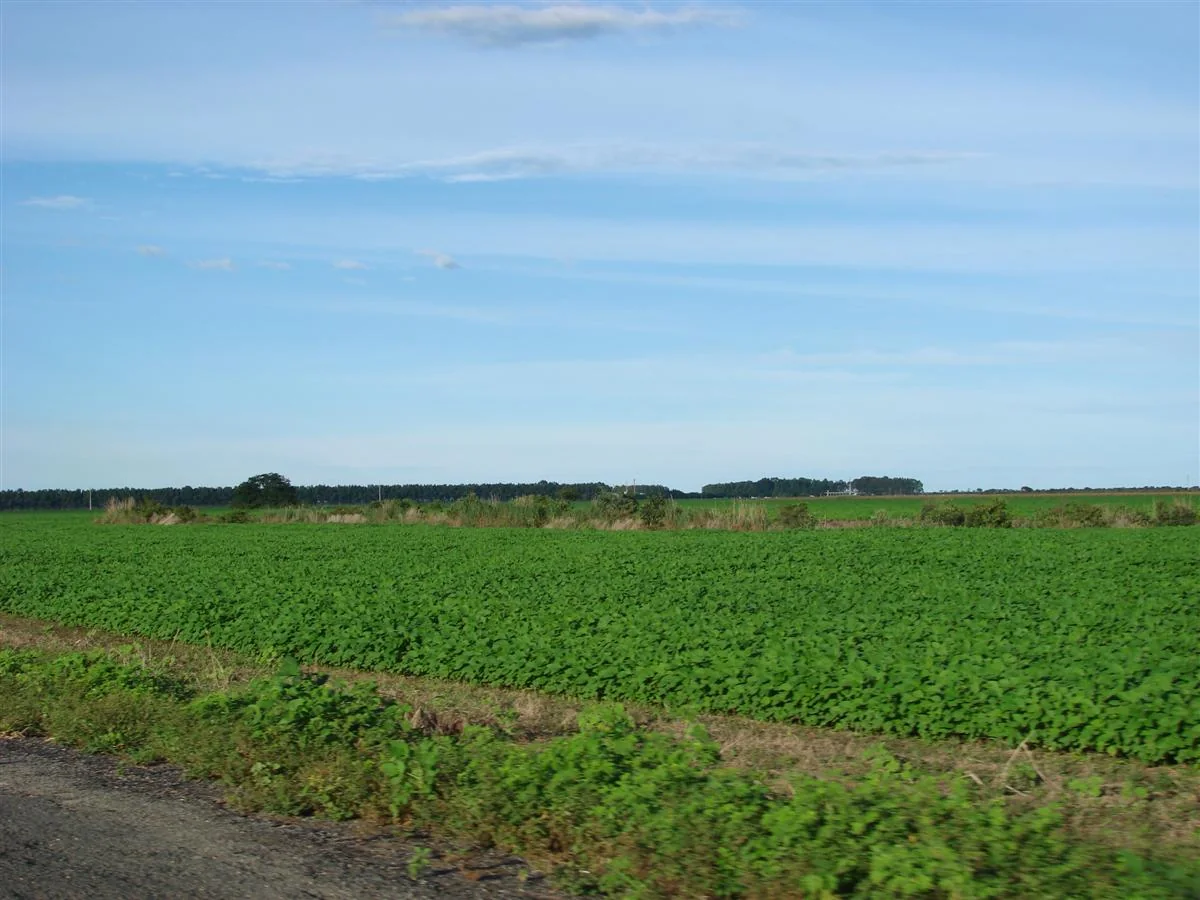 Plantação de soja no interior da Bahia, fotografada por Glauco Umbelino em 11 de janeiro de 2007. Foto de arquivo; não documenta a safra nem as condições previstas para novembro de 2026. Conversão técnica para WebP.