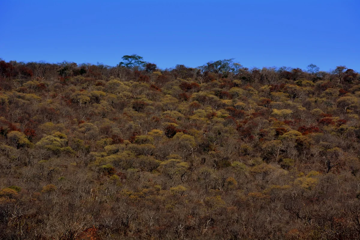 Vegetação de Caatinga em Castelo do Piauí (PI), em agosto de 2014. Foto de arquivo; não documenta o balanço de seca de setembro de 2026.